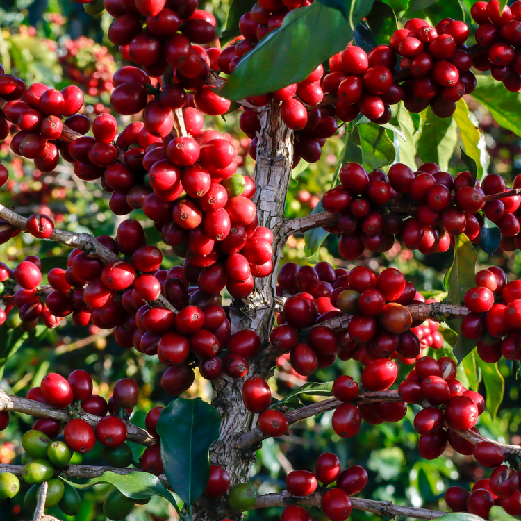 Despulpadoras de Café